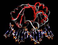 Structural & Biochemical Studies of Viral Proteins